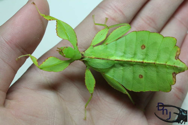 «ö¦¹¦b·sµøµ¡ÂsÄý¹Ï¤ù