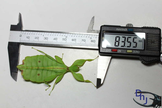 «ö¦¹¦b·sµøµ¡ÂsÄý¹Ï¤ù