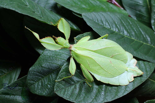 «ö¦¹¦b·sµøµ¡ÂsÄý¹Ï¤ù