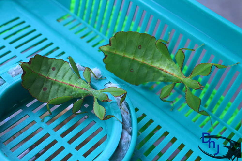 «ö¦¹¦b·sµøµ¡ÂsÄý¹Ï¤ù