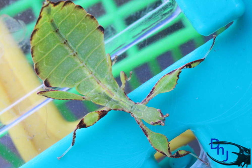 «ö¦¹¦b·sµøµ¡ÂsÄý¹Ï¤ù