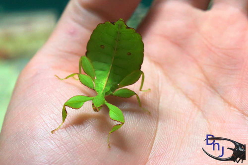 «ö¦¹¦b·sµøµ¡ÂsÄý¹Ï¤ù