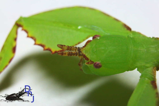 «ö¦¹¦b·sµøµ¡ÂsÄý¹Ï¤ù