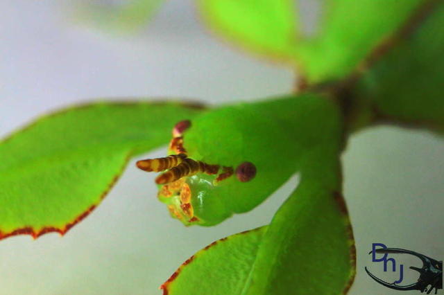 «ö¦¹¦b·sµøµ¡ÂsÄý¹Ï¤ù