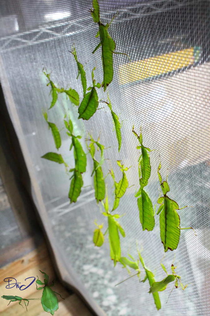 «ö¦¹¦b·sµøµ¡ÂsÄý¹Ï¤ù