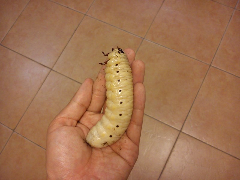 按此在新視窗瀏覽圖片