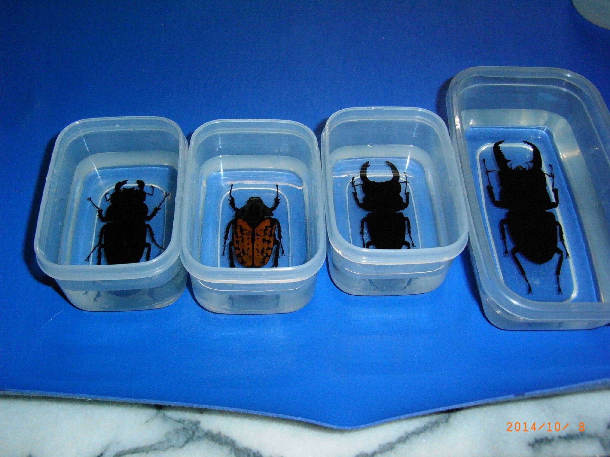 按此在新視窗瀏覽圖片