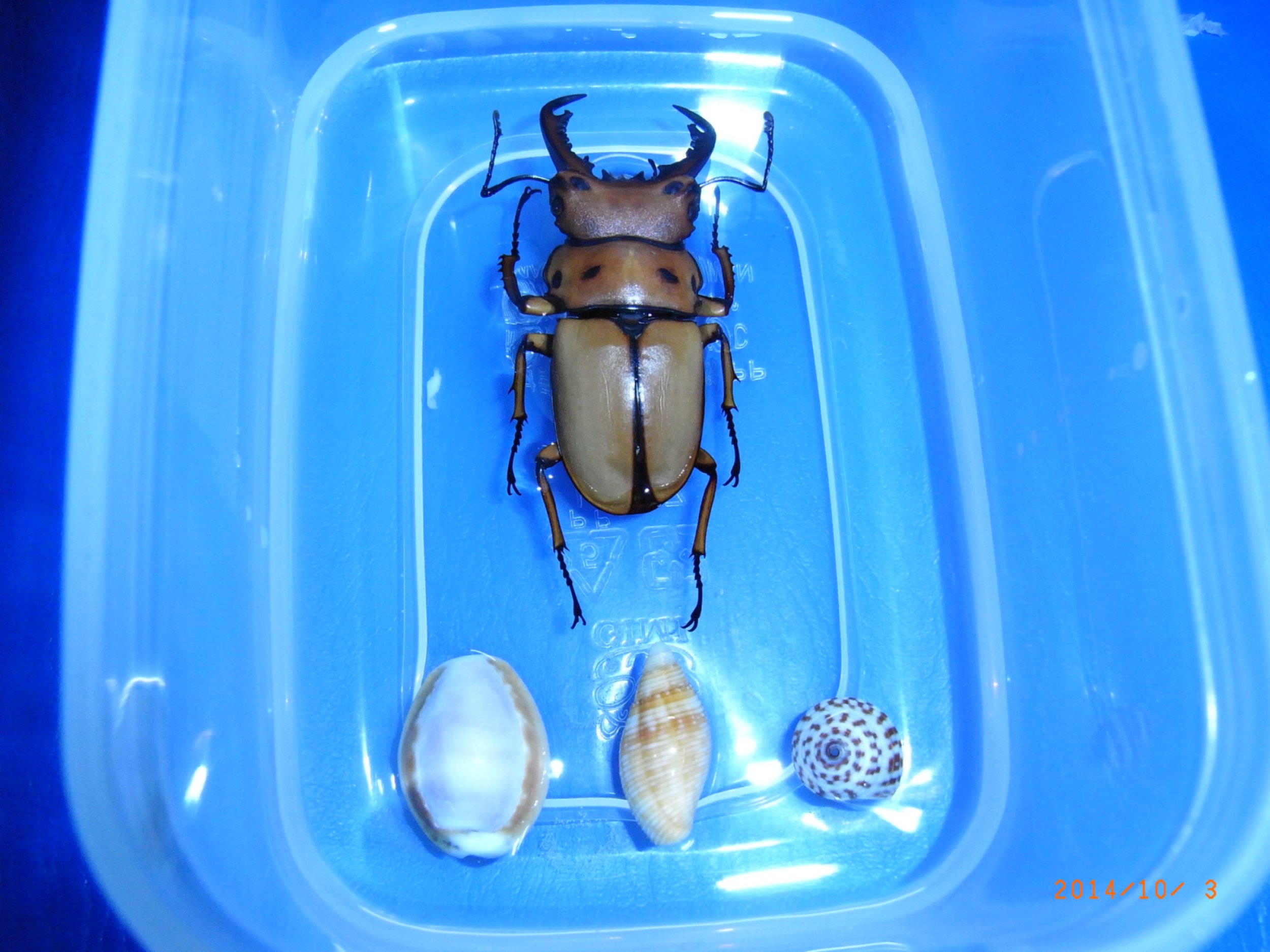 按此在新視窗瀏覽圖片