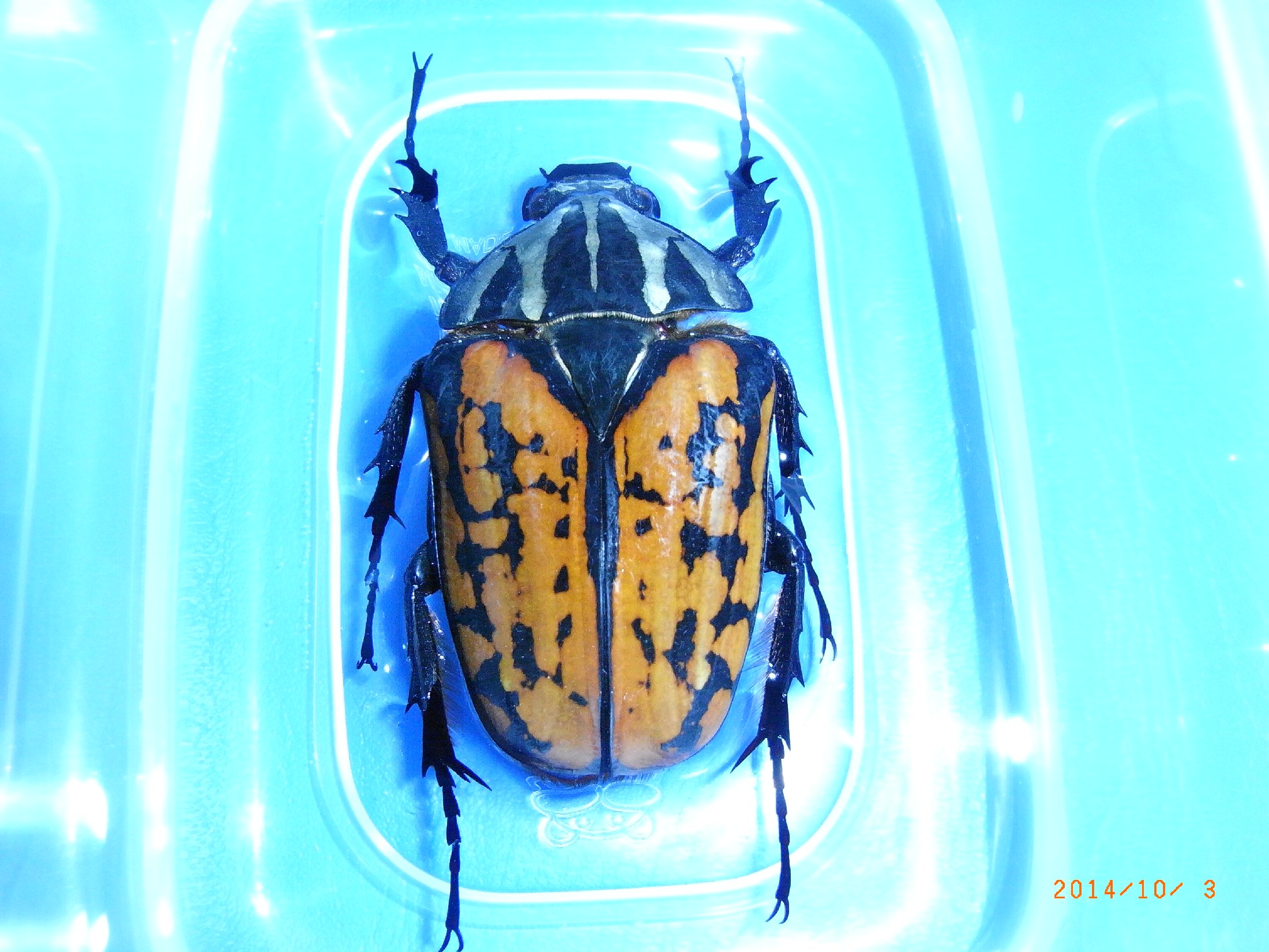 按此在新視窗瀏覽圖片