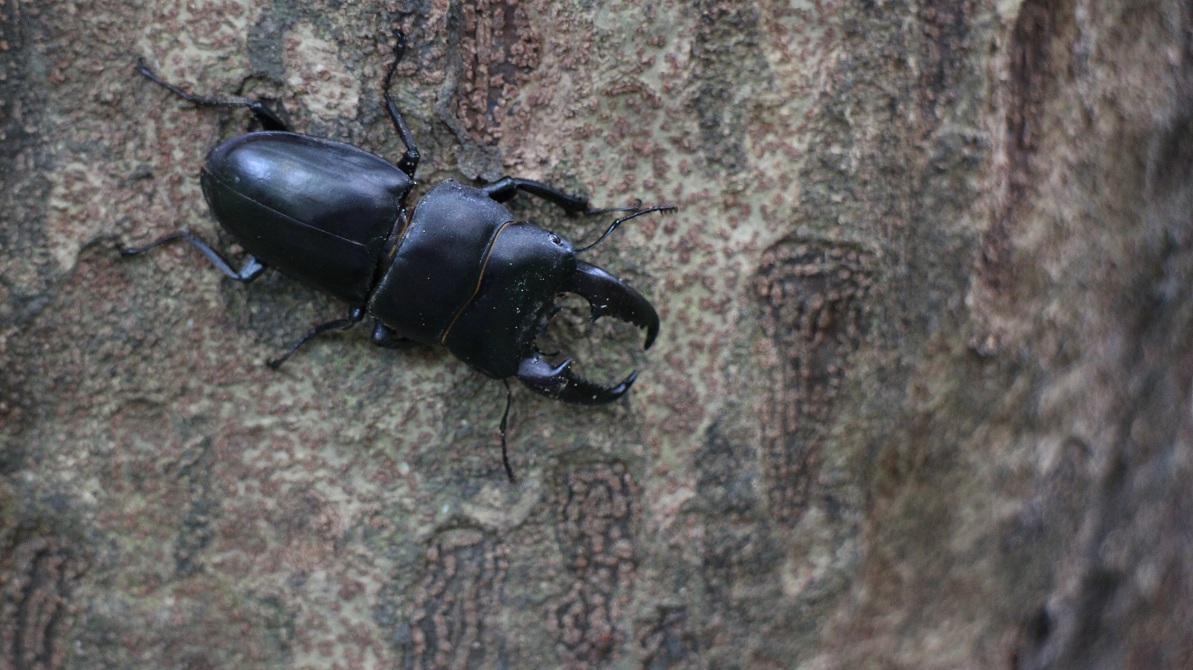 按此在新視窗瀏覽圖片
