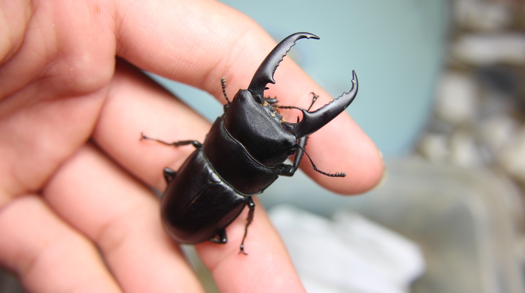 按此在新視窗瀏覽圖片