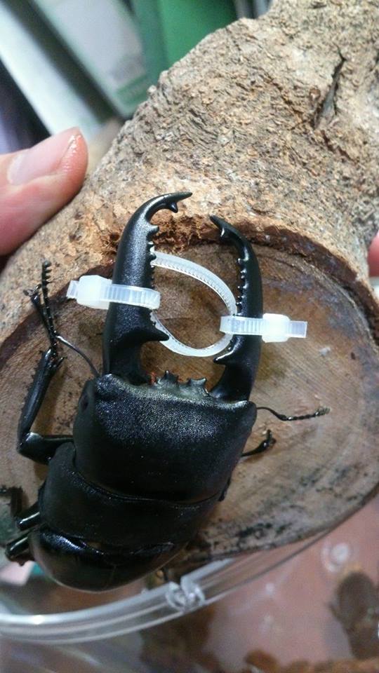 按此在新視窗瀏覽圖片