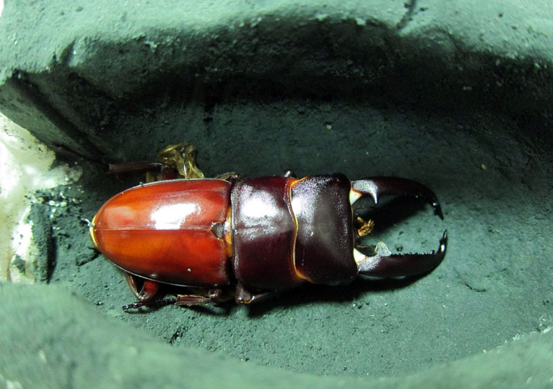 按此在新視窗瀏覽圖片