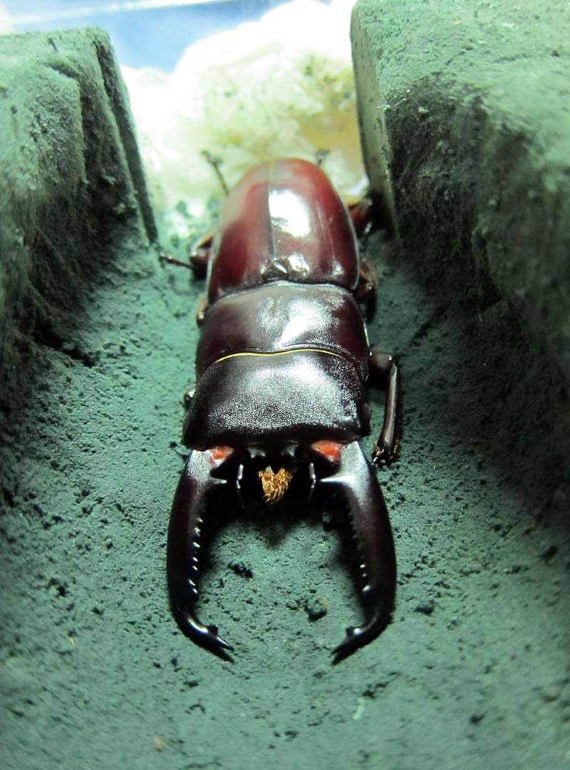 按此在新視窗瀏覽圖片