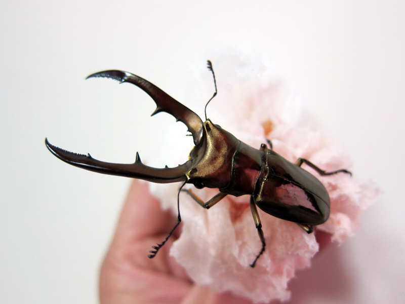 按此在新視窗瀏覽圖片