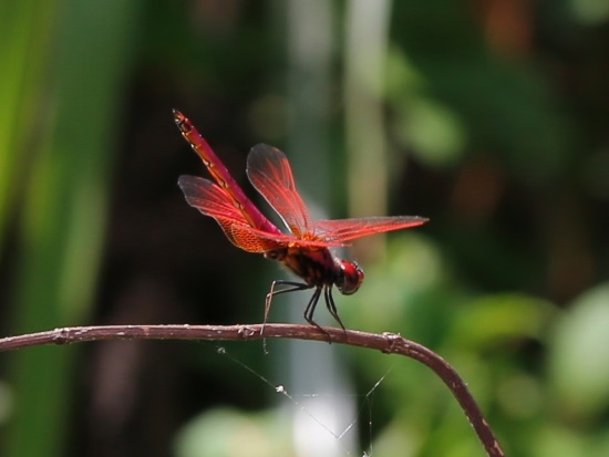 按此在新視窗瀏覽圖片
