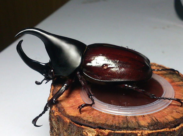 按此在新視窗瀏覽圖片