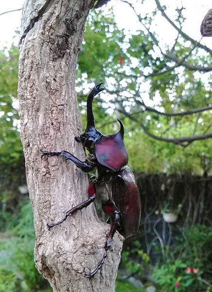 按此在新視窗瀏覽圖片