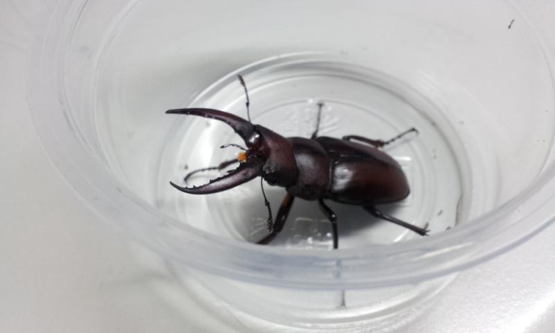 按此在新視窗瀏覽圖片