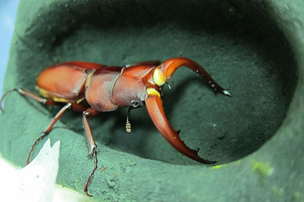 按此在新視窗瀏覽圖片