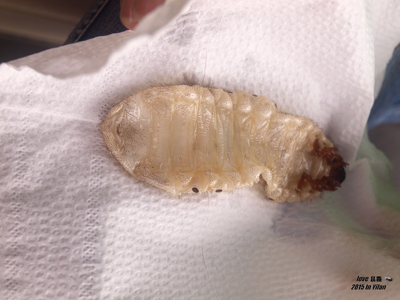 按此在新視窗瀏覽圖片