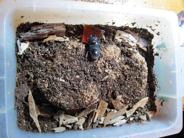 按此在新視窗瀏覽圖片