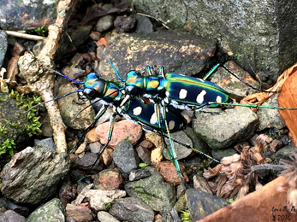 按此在新視窗瀏覽圖片