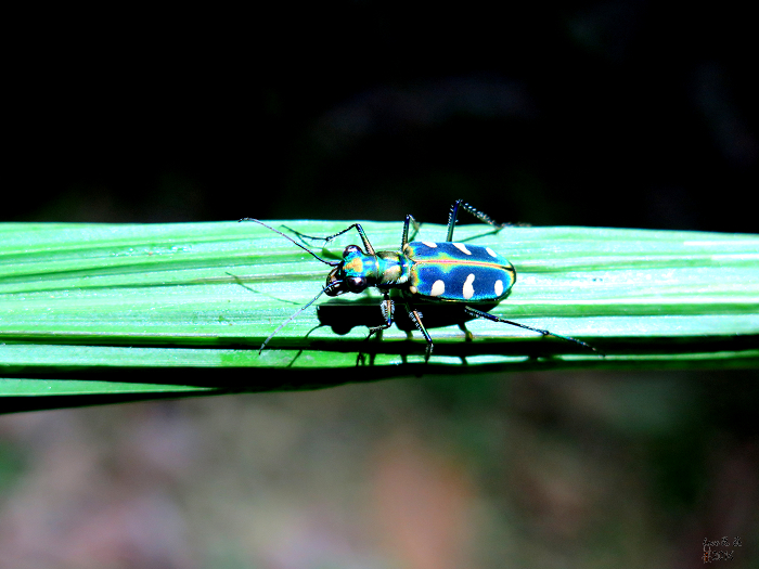 按此在新視窗瀏覽圖片