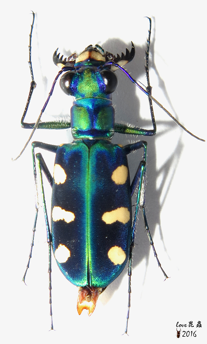 按此在新視窗瀏覽圖片