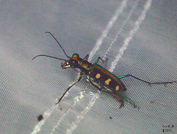 按此在新視窗瀏覽圖片