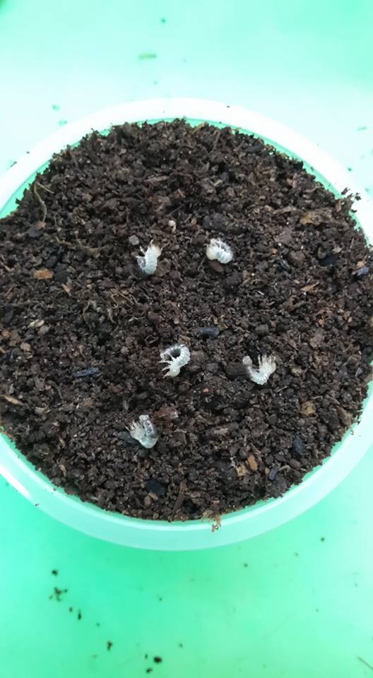 按此在新視窗瀏覽圖片