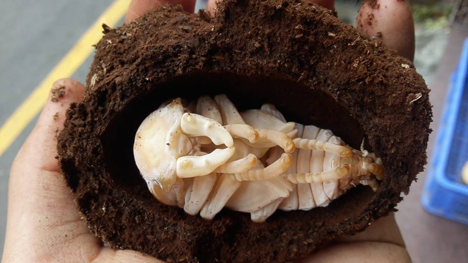 按此在新視窗瀏覽圖片