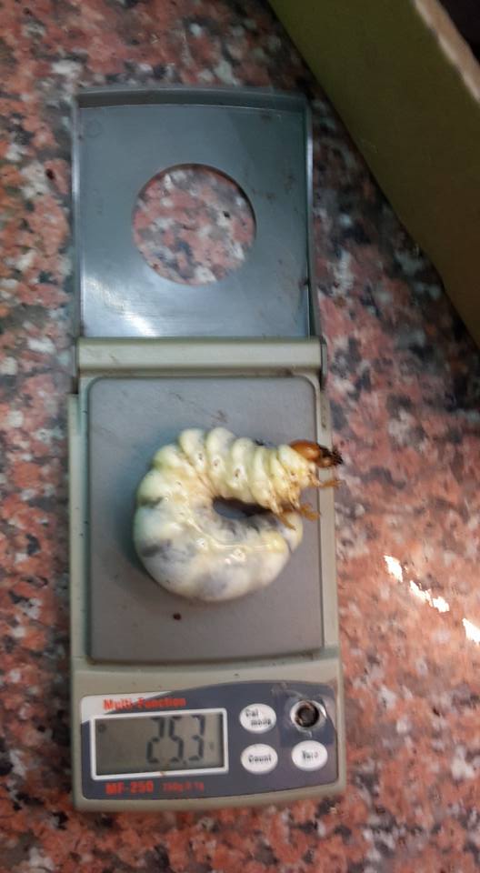 按此在新視窗瀏覽圖片