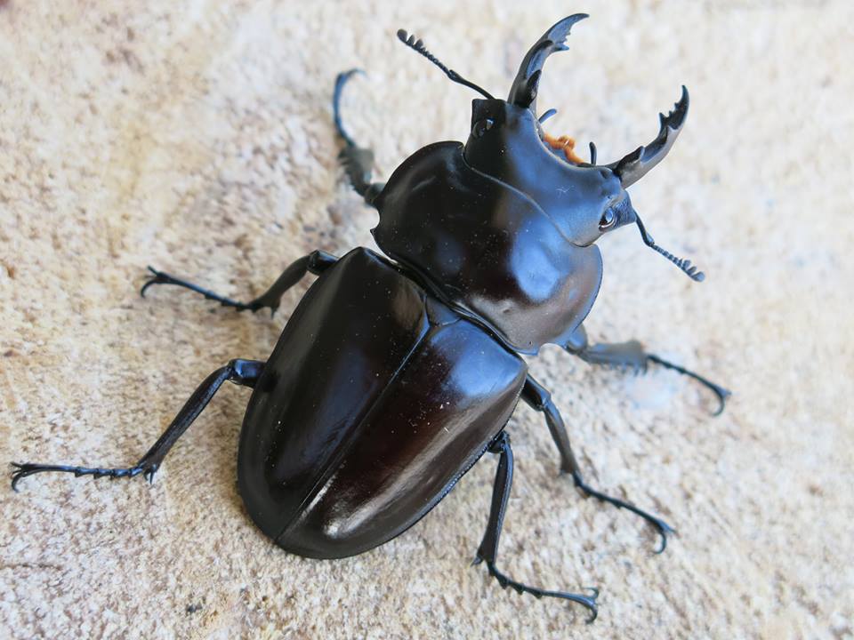 按此在新視窗瀏覽圖片