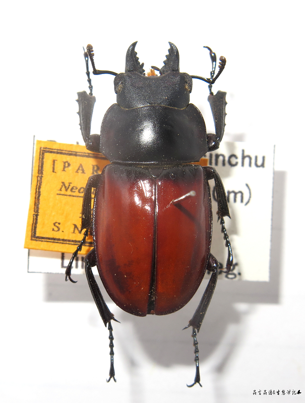 按此在新視窗瀏覽圖片