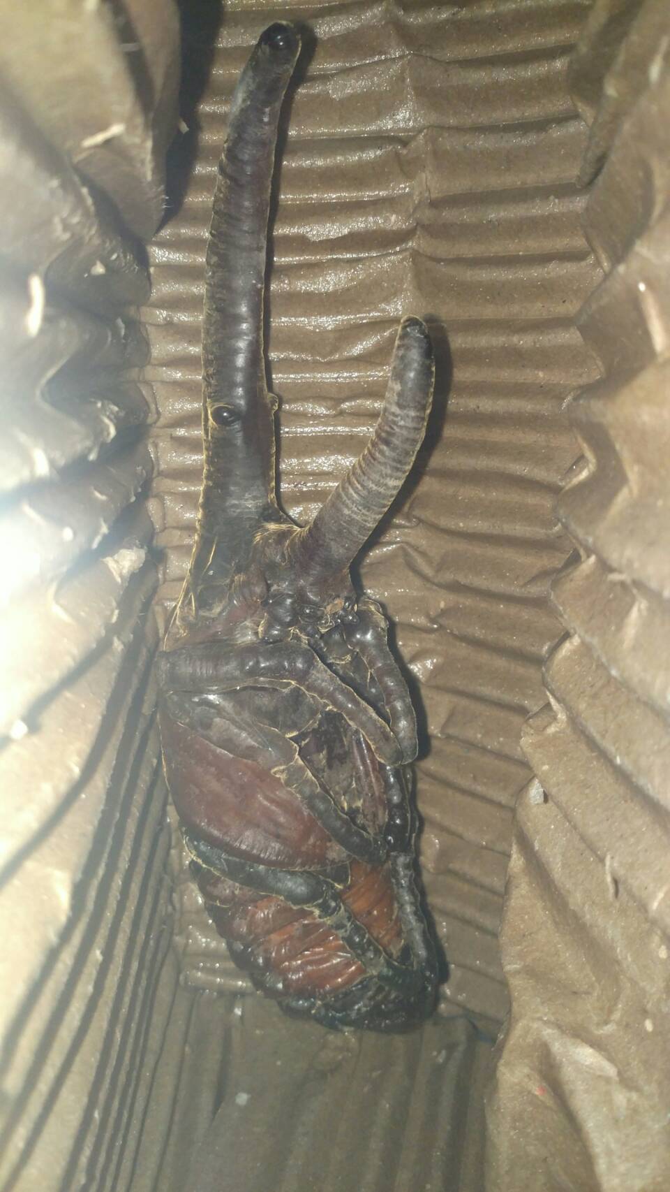 按此在新視窗瀏覽圖片