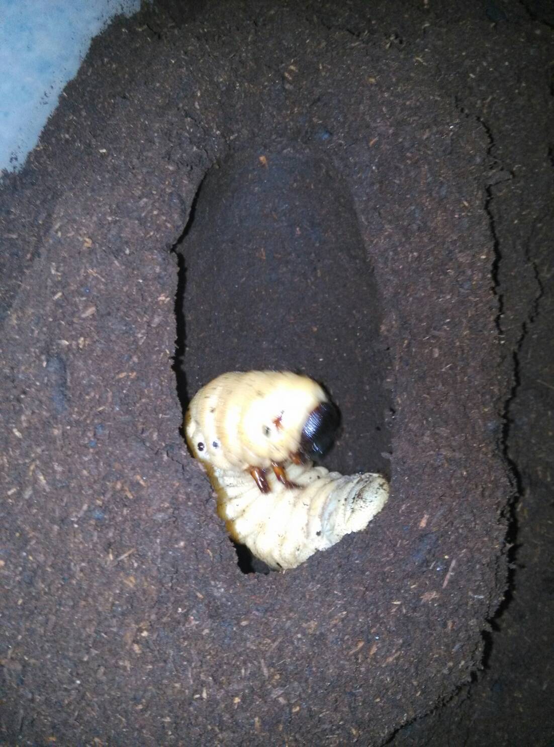 按此在新視窗瀏覽圖片
