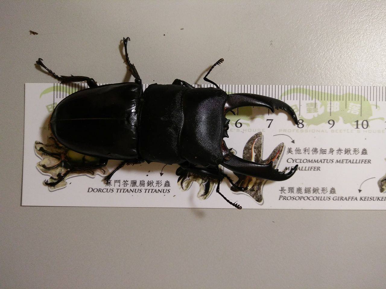 按此在新視窗瀏覽圖片