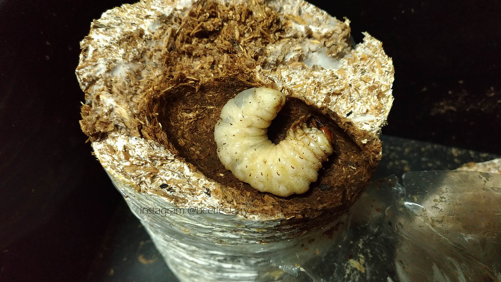 按此在新視窗瀏覽圖片