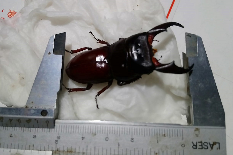 按此在新視窗瀏覽圖片