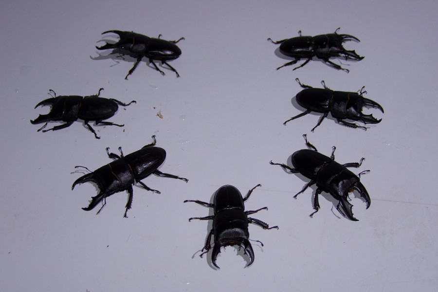 按此在新視窗瀏覽圖片