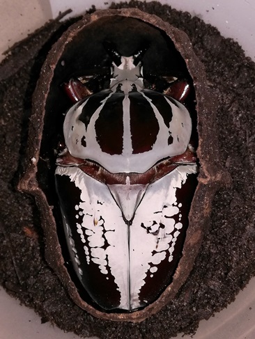 按此在新視窗瀏覽圖片