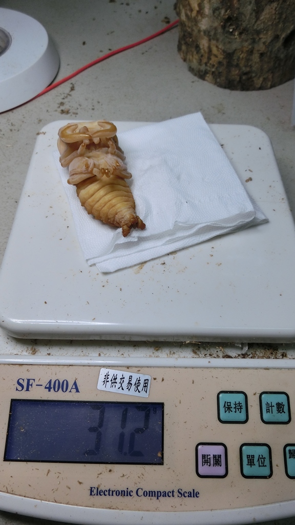 «ö¦¹¦b·sµøµ¡ÂsÄý¹Ï¤ù