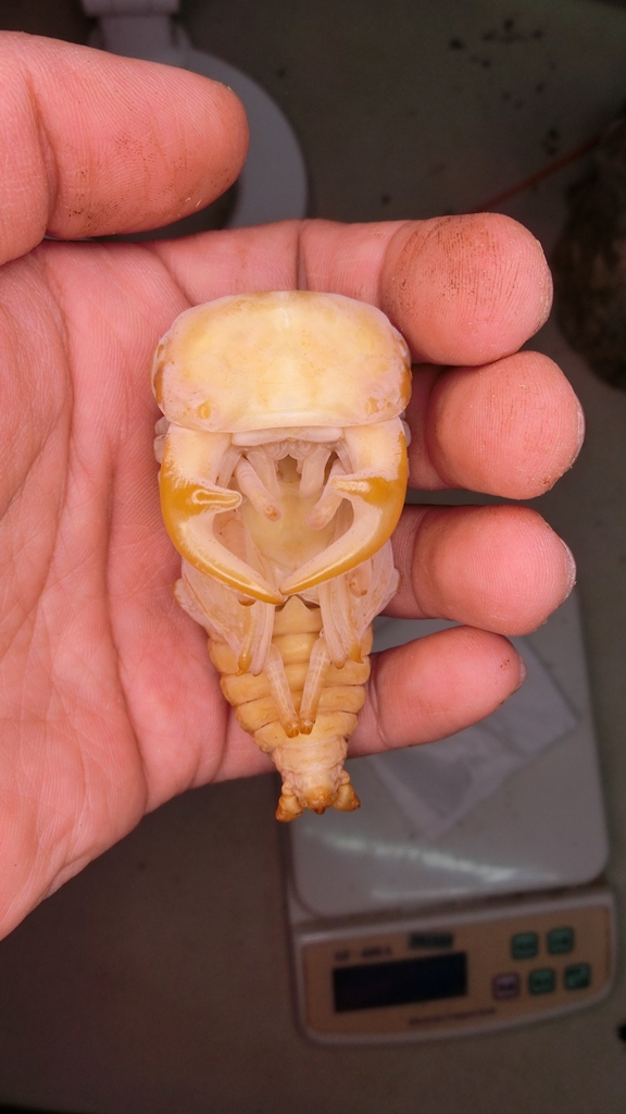 «ö¦¹¦b·sµøµ¡ÂsÄý¹Ï¤ù