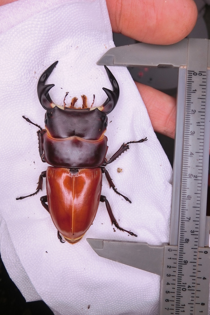 «ö¦¹¦b·sµøµ¡ÂsÄý¹Ï¤ù