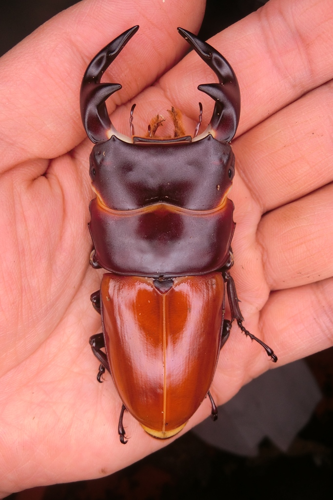 «ö¦¹¦b·sµøµ¡ÂsÄý¹Ï¤ù