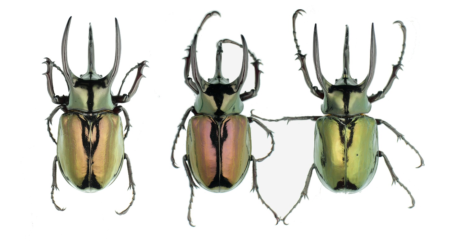 按此在新視窗瀏覽圖片