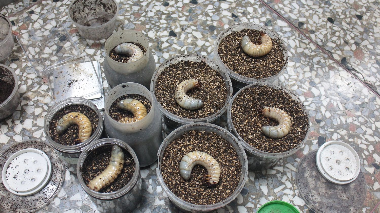 按此在新視窗瀏覽圖片