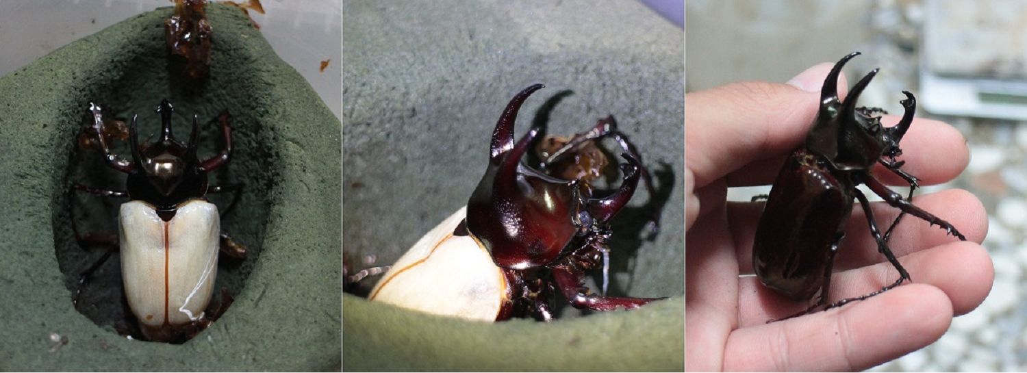 按此在新視窗瀏覽圖片