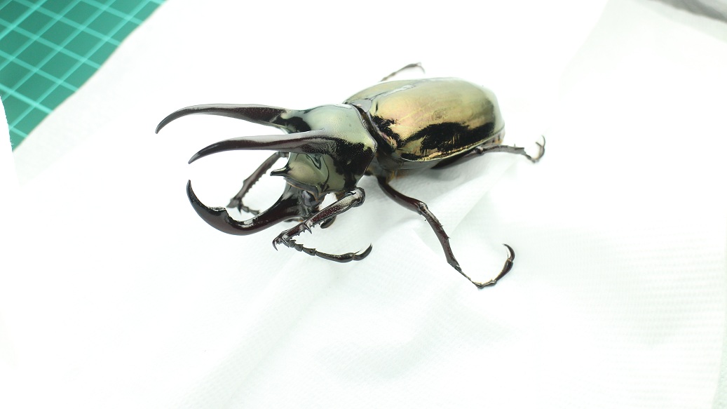 按此在新視窗瀏覽圖片